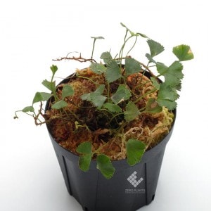 Elaphoglossum peltatum 