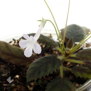 Sinningia muscicola　[ シンニンギア・ムスキコラ ]　1ポット　【 ビバリウム、パルダリウムに使いやすい植物 】|パルダリウム・ビバリウム用植物|植物