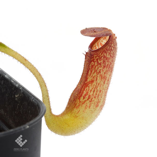 Nepenthes klossii [ ネペンテス・クロッシー ] 【 Borneo Exotics