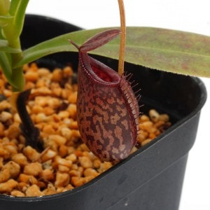 Nepenthes spectabilis x aristolochioides��[ �ͥڥ�ƥ������ڥ����ӥꥹ�ߥ��ꥹ�ȥ��������ǥ� ]���� Borneo Exotics / BE-3663 �ۡ� PN190122-23 ��