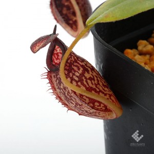 Nepenthes spectabilis x aristolochioides��[ �ͥڥ�ƥ������ڥ����ӥꥹ�ߥ��ꥹ�ȥ��������ǥ� ]���� Borneo Exotics / BE-3663 �ۡ� PN190122-24 ��