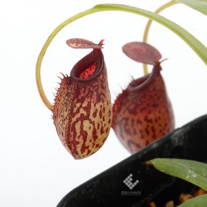 Nepenthes spectabilis x aristolochioides��[ �ͥڥ�ƥ������ڥ����ӥꥹ�ߥ��ꥹ�ȥ��������ǥ� ]���� Borneo Exotics / BE-3663 �ۡ� PN190122-25 ��