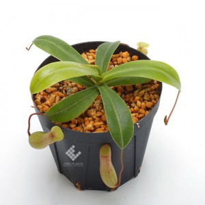 Nepenthes ventricosa��[ �ͥڥ�ƥ����٥�ȥꥳ���� ]���� Borneo Exotics / BE-3772 �ۡ� PN190122-45 ��