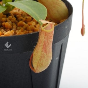 Nepenthes ventricosa��[ �ͥڥ�ƥ����٥�ȥꥳ���� ]���� Borneo Exotics / BE-3772 �ۡ� PN190122-46 ��