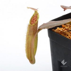 Nepenthes maxima 