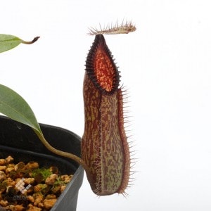Nepenthes hamata��[ �ͥڥ�ƥ����ϥޥ� ]���� PN191018-10 ��