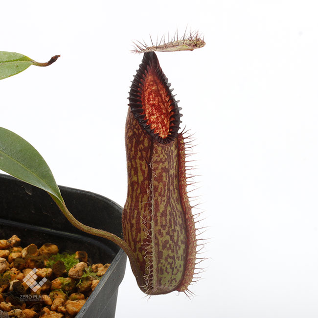 ネペンテス ハマタ Nepenthes hamata - ネペンテス