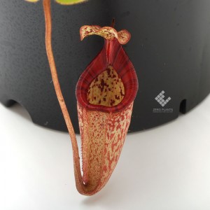 Nepenthes x alisaputrana��[ �ͥڥ�ƥ������ꥵ�ץȥ�� ]���� PN191004-16 ��