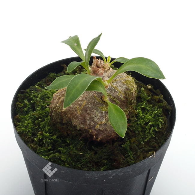 Myrmecodia beccarii [ ミルメコディア・ベッカリー ] 【 PN190303-13