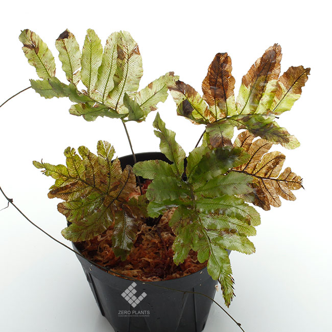 【南米シダ】 Trichomanes hostmannianum Trichomanes hostmanianum “Iquitos” – Understory Enterprises