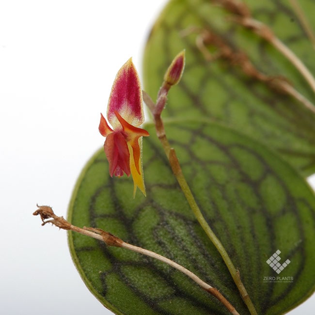 Lepanthes dictydion [ レパンテス・ディクティディオン ] 【 PN190315