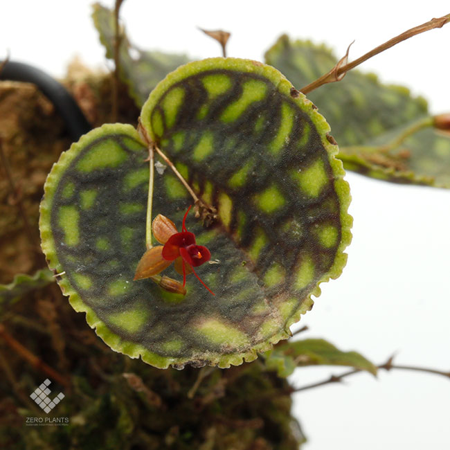 Lepanthes calodictyon [ レパンテス・カロディクティオン ...