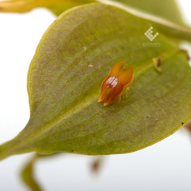 Lepanthes tortilis [ レパンテス・トルティリス ] 【 PN1190315-15 】