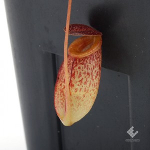 Nepenthes tenuis 