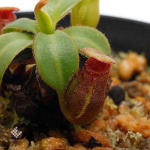 Nepenthes macrophylla��[ �ͥڥ�ƥ����ޥ����ե��� ]���� PN190324-02 ��