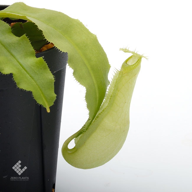 11/30まで ネペンテス N.ミラビリスエチノストーマ 食虫植物