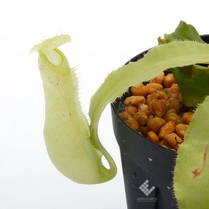 Nepenthes mirabilis var. echinostoma��[ �ͥڥ�ƥ����ߥ�ӥꥹ var. �����Υ��ȥ� ]���� Borneo Exotics / BE-3372 �ۡ� PN181130-30 ��