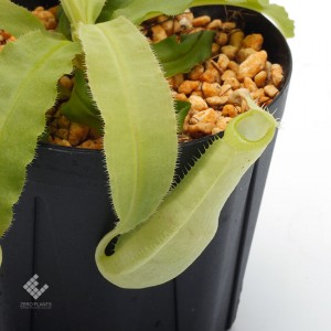 Nepenthes mirabilis var. echinostoma��[ �ͥڥ�ƥ����ߥ�ӥꥹ var. �����Υ��ȥ� ]���� Borneo Exotics / BE-3372 �ۡ� PN181130-25 ��