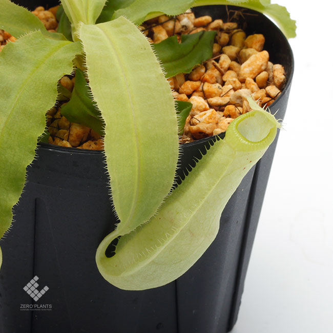 Nepenthes mirabilis var. echinostoma [ ネペンテス・ミラビリス var