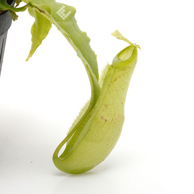 Nepenthes mirabilis var. echinostoma [ ネペンテス・ミラビリス var