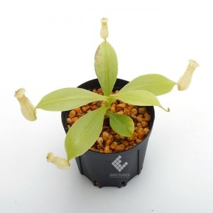 Nepenthes madagascarensis��[ �ͥڥ�ƥ����ޥ��������ꥨ�󥷥� ]���� Borneo Exotics / BE-3247 �ۡ� PN181130-38 ��