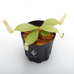 Nepenthes madagascarensis��[ �ͥڥ�ƥ����ޥ��������ꥨ�󥷥� ]���� Borneo Exotics / BE-3247 �ۡ� PN181130-31 ��