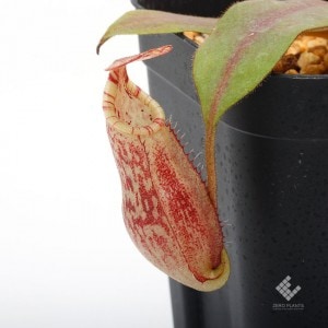 Nepenthes spectabilis x veitchii��[ �ͥڥ�ƥ������ڥ����ӥꥹ�ߥӡ��� ]���� Borneo Exotics / BE-3636 �ۡ� PN190122-42 ��