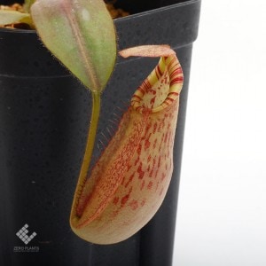 Nepenthes spectabilis x veitchii��[ �ͥڥ�ƥ������ڥ����ӥꥹ�ߥӡ��� ]���� Borneo Exotics / BE-3636 �ۡ� PN190122-43 ��