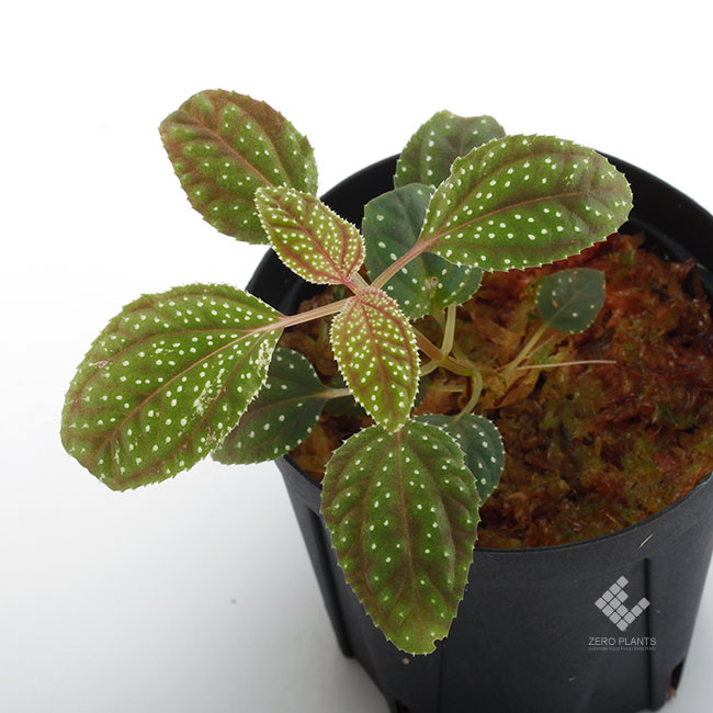 Sonerila sp. Ranau Sabah [ ソネリラ sp. ] 【 PN190403-15 】 | 植物