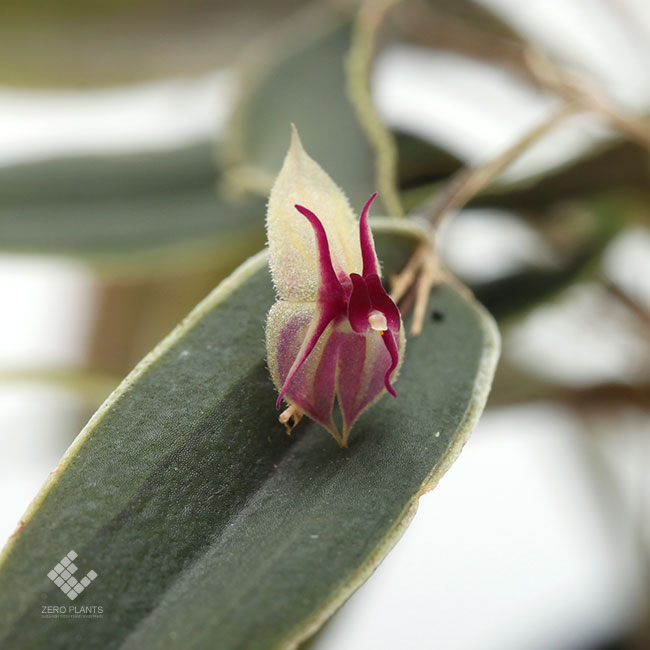 Lepanthes meniscophora [ レパンテス・メニスコフォラ ] 【 PN1190411