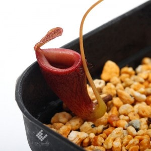 Nepenthes jamban��[ �ͥڥ�ƥ��������Х� ]���� Borneo Exotics / BE-3875 �ۡ� PN190122-04 ��