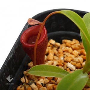 Nepenthes jamban��[ �ͥڥ�ƥ��������Х� ]���� Borneo Exotics / BE-3875 �ۡ� PN190122-05 ��
