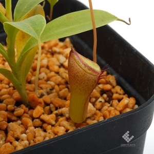 Nepenthes jamban��[ �ͥڥ�ƥ��������Х� ]���� Borneo Exotics / BE-3875 �ۡ� PN190122-06 ��