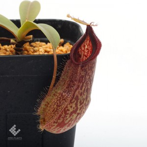 Nepenthes spathulata x hamata��[ �ͥڥ�ƥ������ѥ��饿�ߥϥޥ� ]���� Borneo Exotics / BE-3793 �ۡ� PN190122-63 ��