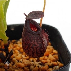 Nepenthes spectabilis x aristolochioides��[ �ͥڥ�ƥ������ڥ����ӥꥹ�ߥ��ꥹ�ȥ��������ǥ� ]���� Borneo Exotics / BE-3663 �ۡ� PN190122-26 ��