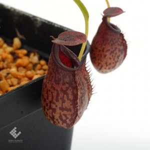 Nepenthes spectabilis x aristolochioides��[ �ͥڥ�ƥ������ڥ����ӥꥹ�ߥ��ꥹ�ȥ��������ǥ� ]���� Borneo Exotics / BE-3663 �ۡ� PN190122-27 ��