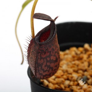 Nepenthes spectabilis x aristolochioides��[ �ͥڥ�ƥ������ڥ����ӥꥹ�ߥ��ꥹ�ȥ��������ǥ� ]���� Borneo Exotics / BE-3663 �ۡ� PN190122-28 ��