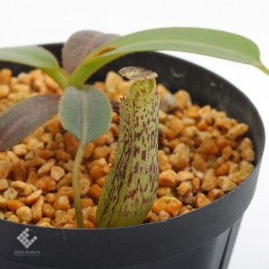 Nepenthes vogelii��[ �ͥڥ�ƥ����ܥ��꡼ ]���� Borneo Exotics / BE-3256 �ۡ� PN190122-38 ��