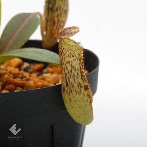 Nepenthes vogelii��[ �ͥڥ�ƥ����ܥ��꡼ ]���� Borneo Exotics / BE-3256 �ۡ� PN190122-37 ��