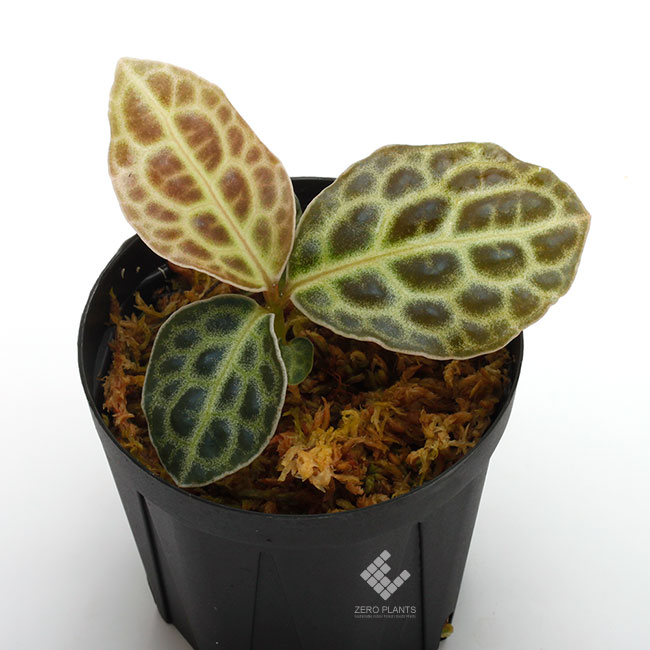 Ardisia sp. 