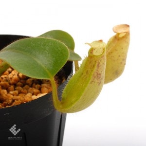 Nepenthes veitchii��