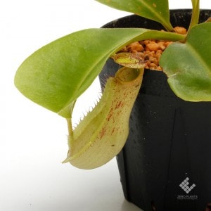 Nepenthes maxima x truncata ��[ �ͥڥ�ƥ����ޥ����ޡߥȥ�󥫡��� ]���� PN190503-10 ��