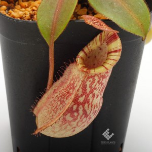 Nepenthes spectabilis x veitchii��[ �ͥڥ�ƥ������ڥ����ӥꥹ�ߥӡ��� ]���� Borneo Exotics / BE-3636 �ۡ� PN190122-39 ��