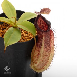 Nepenthes spathulata x hamata��[ �ͥڥ�ƥ������ѥ��饿�ߥϥޥ� ]���� Borneo Exotics / BE-3793 �ۡ� PN190122-68 ��