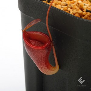 Nepenthes jamban��[ �ͥڥ�ƥ��������Х� ]���� Borneo Exotics / BE-3875 �ۡ� PN190122-07 ��