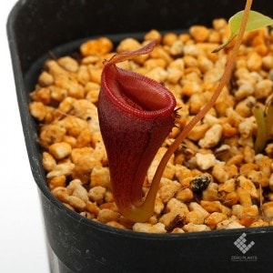 Nepenthes jamban��[ �ͥڥ�ƥ��������Х� ]���� Borneo Exotics / BE-3875 �ۡ� PN190122-09 ��