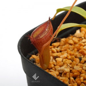 Nepenthes jamban��[ �ͥڥ�ƥ��������Х� ]���� Borneo Exotics / BE-3875 �ۡ� PN190122-10 ��