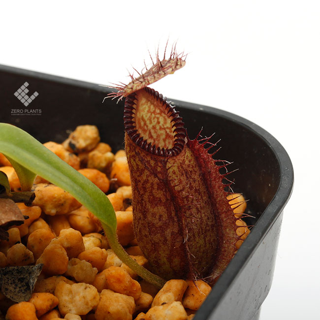 Nepenthes hamata [ ネペンテス・ハマタ ] 【 PN190511-05 】
