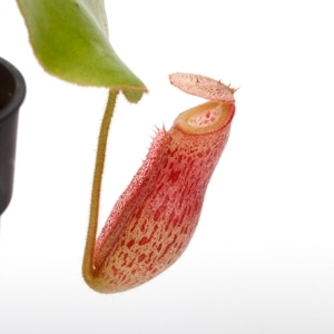 Nepenthes rajah x ( burbidgeae x edwardsiana ) ��[ �ͥڥ�ƥ����饸���(�С��ӥå������ߥ��ɥ�ɥ�����) ]���� Borneo Exotics / BE-3902 /  (Lot No: B1211) �ۡ� PN240215-03 ��