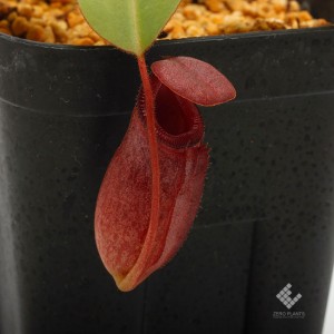 Nepenthes rajah x ( burbidgeae x edwardsiana ) ��[ �ͥڥ�ƥ����饸���(�С��ӥå������ߥ��ɥ�ɥ�����) ]���� Borneo Exotics / BE-3902 /  (Lot No: B1211) �ۡ� PN190122-52 ��